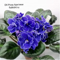 ЕК-Роза Арктики
